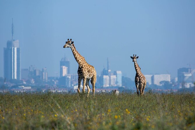Day Tour at Nairobi National Park and Giraffe Centre - Nairobi National Park: wildlife with the skyline nearby