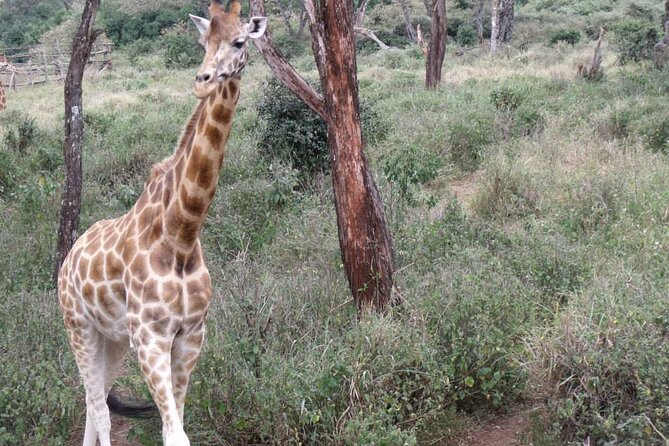 Day Tour Giraffe Center, Karen blixen and Lunch at Carnivore - Booking Advice and Cancellation Rules