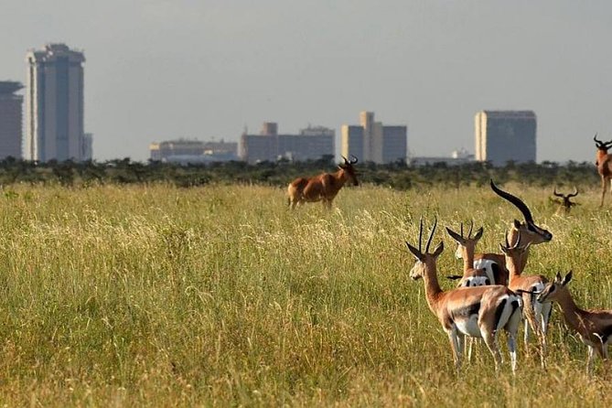 Day Tour Nairobi Museum, Giraffe Centre & Nairobi National Park - Four Hours Inside Nairobi National Park