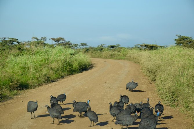 Day Tour Nairobi National Park - The Morning Game Drive and What You May See