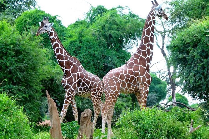 Day Tour Nairobi National Park - The $390 Price and What You Receive