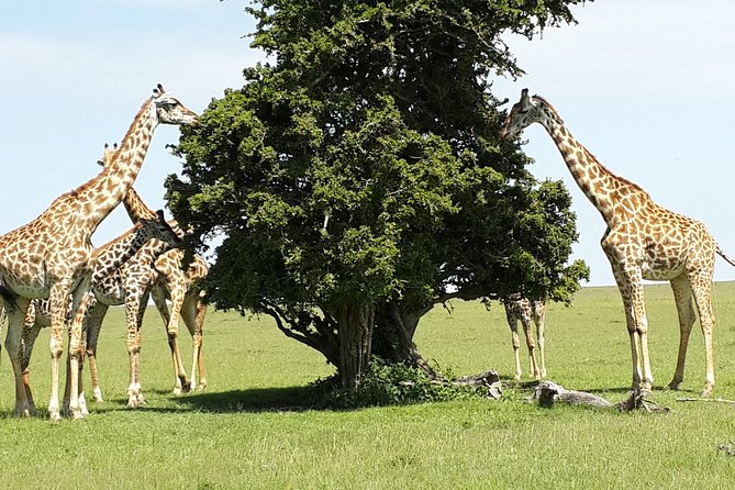 Day Tour Nairobi National Park - Who Will Get the Most From This Day