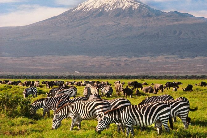 Day Tour Nairobi National Park - What the Feedback Tells Me About the Day