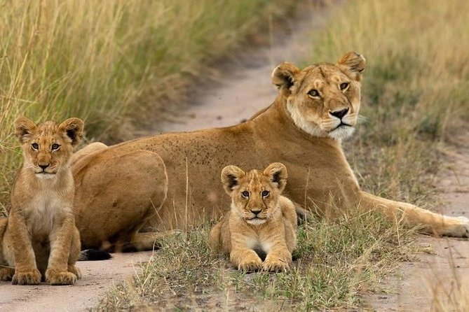 Day Tour Nairobi National Park - Why the 15-Person Limit Matters