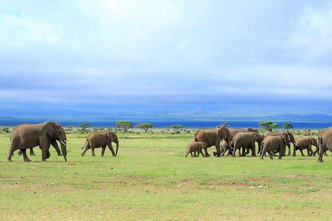 Day Tour to Amboseli National Park - The 5 a.m. departure and the road to the park