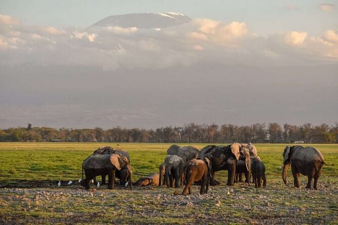 Day Tour to Amboseli National Park - Observation Hill and the view across the marshes