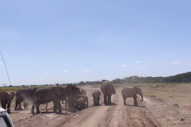 Day Tour to Amboseli National Park - Afternoon viewing, heat, and the return drive