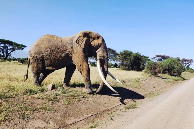 Day Tour to Amboseli National Park - What the $310 price includes