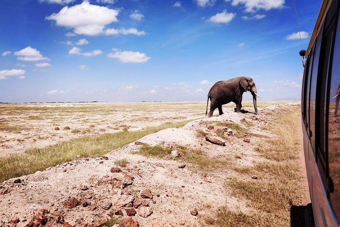 Day Tour to Amboseli National Park - Who should book this day safari