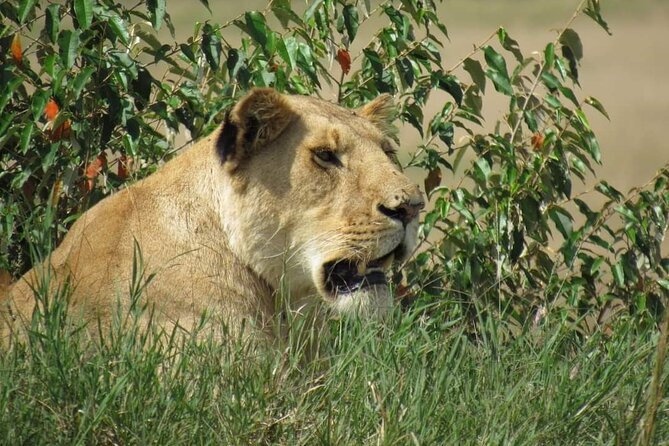 Day Tour To Amboseli National Park From Nairobi - The 5:00 am Pickup From Nairobi