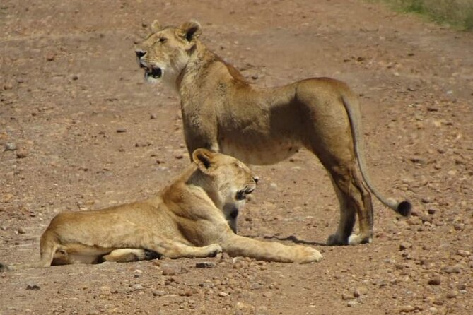 Day Tour To Amboseli National Park From Nairobi - Observation Hill and the Marsh View