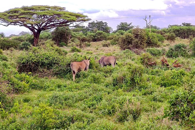 Day Tour To Amboseli National Park From Nairobi - Lunch at Ol Tukai Lodge