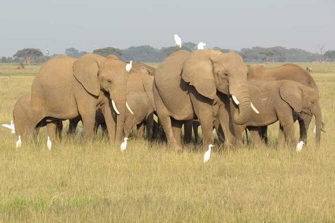Day Tour To Amboseli National Park From Nairobi - The Optional Maasai Village Visit