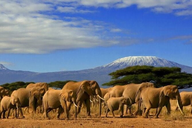 Elephant herd crossing Amboseli with Kilimanjaro behind them