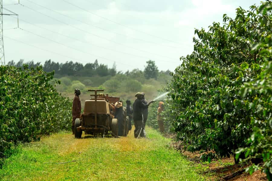 Day Tour to Fairview Coffee Estate From Nairobi - Walking among the coffee plants