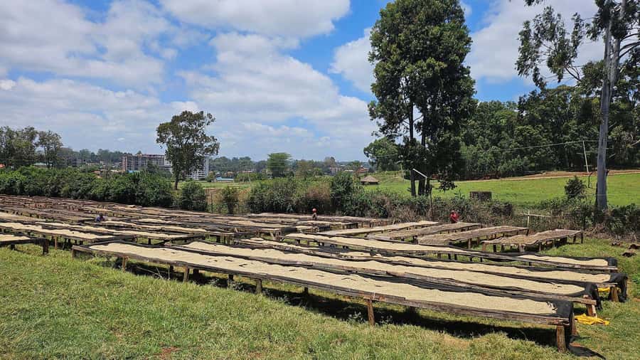 Day Tour to Fairview Coffee Estate From Nairobi - Garden refreshments and the optional lunch