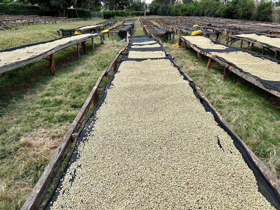 Day Tour to Fairview Coffee Estate From Nairobi - How the guide can shape your experience