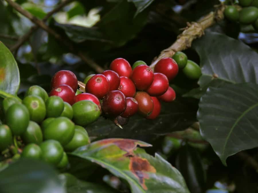 Day Tour to Fairview Coffee Farm - Key points to know before booking