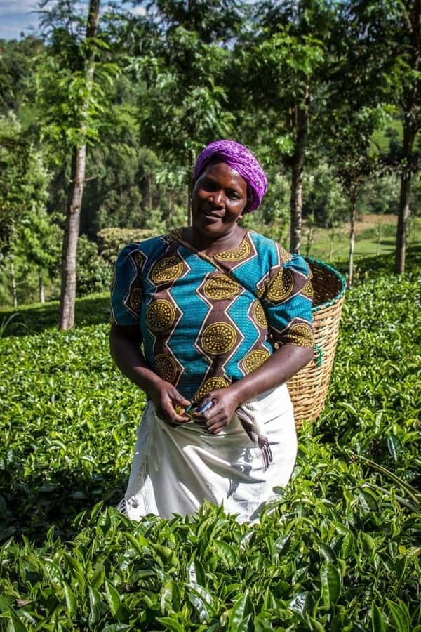 Day Tour to Fairview Coffee Farm - From Nairobi streets to Kiambu coffee country