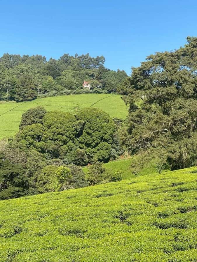 Day Tour to Fairview Coffee Farm - Coffee, cookies, milk, and a garden finish