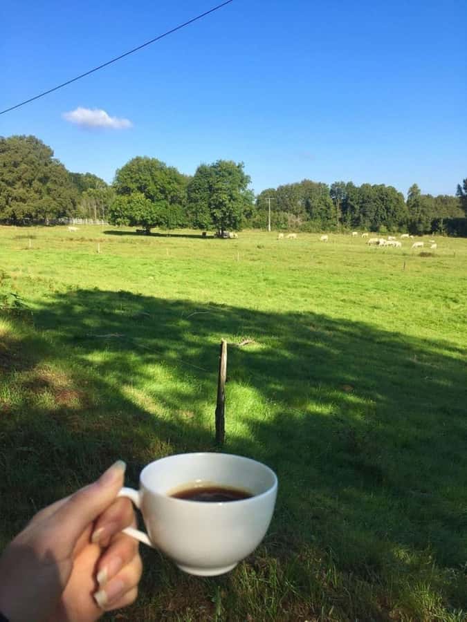 Day Tour to Fairview Coffee Farm - What the private format changes