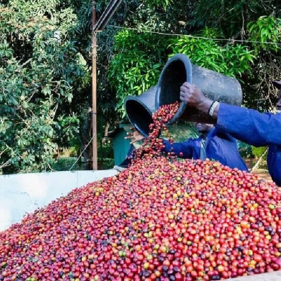 Day Tour to Fairview Coffee Farm - What the strongest feedback tells you
