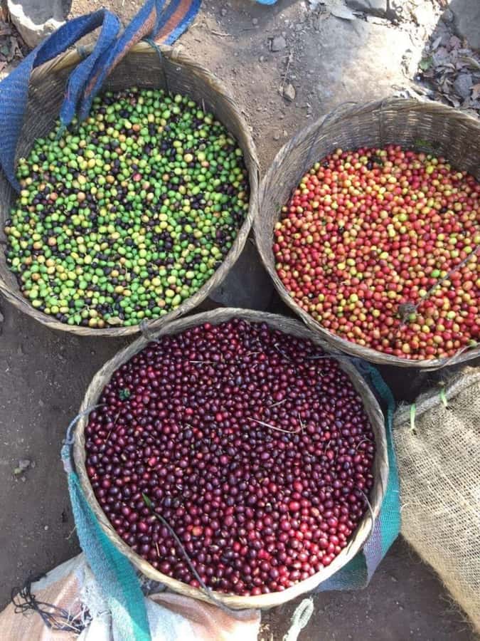 Day Tour to Fairview Coffee Farm - Who should book this Fairview visit?