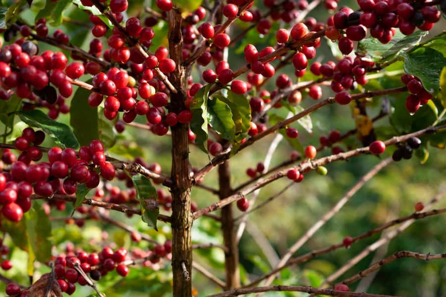 Day Tour to Fairview Coffee Farm - The farm story begins with coffee flowers