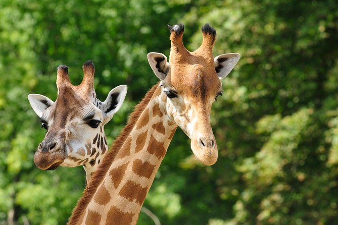 Day tour to Giraffe Center and Karen Blixen Museum - Key points to know before booking