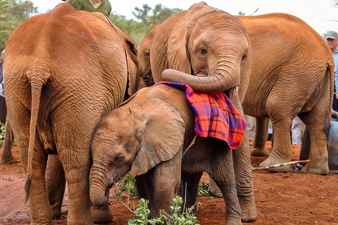 Day tour to Giraffe Center and Karen Blixen Museum - Why this makes a good first day in Nairobi