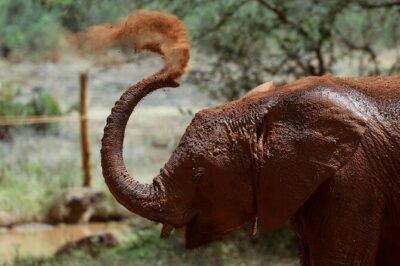 Day tour to Giraffe Center and Karen Blixen Museum
