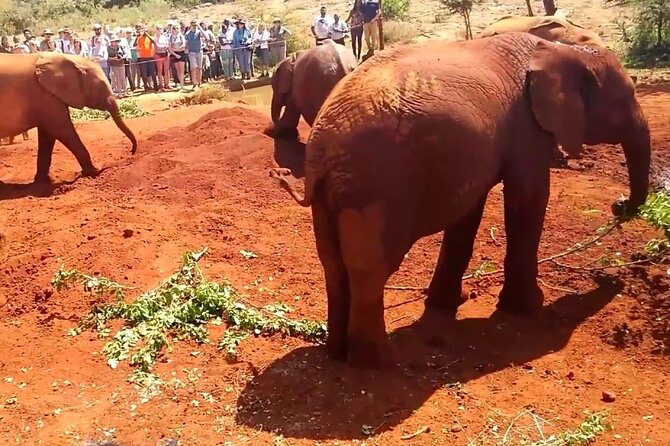Day tour to Giraffe Center and Karen Blixen Museum - Guides and the value of private transport