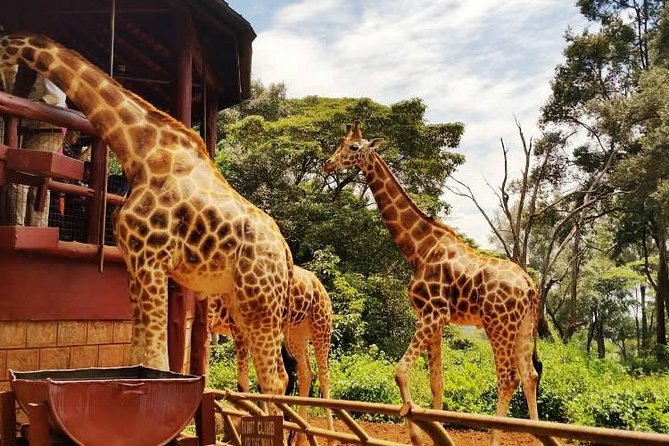 Day tour to Giraffe Center and Karen Blixen Museum - Timing, comfort, and small planning tips