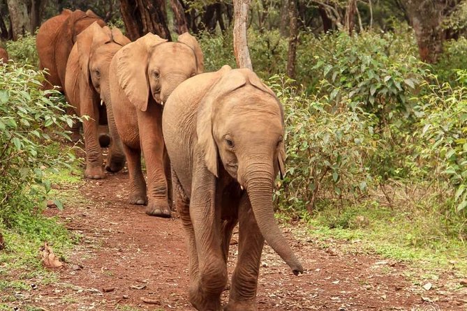 Day tour to Giraffe center and Karen Blixen Nairobi - Why private transport matters in Nairobi