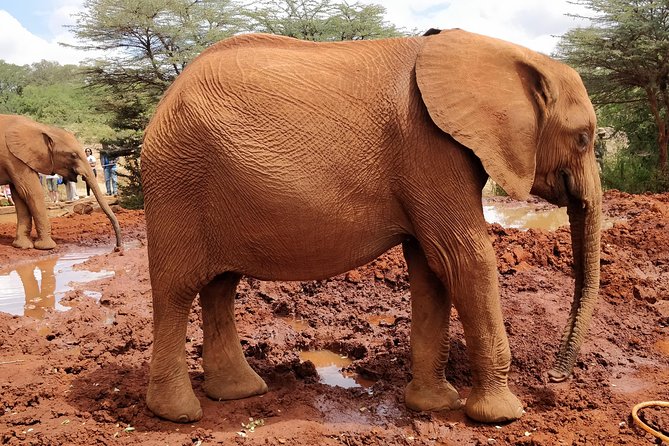 Day tour to Giraffe center and Karen Blixen Nairobi - Price, cancellation, and practical value