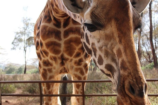 Day tour to Giraffe center and Karen Blixen Nairobi - Getting close to giraffes at the Giraffe Centre