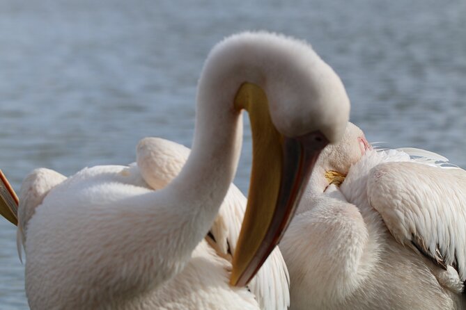 Day tour to Hell's Gate National park and optional Boat ride on lake Naivasha - Is $125 a fair price?