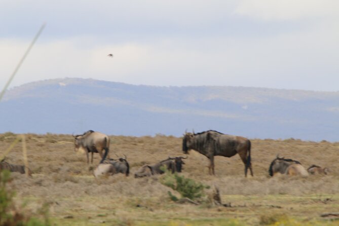 Day tour to Hell's Gate National park and optional Boat ride on lake Naivasha - Practical advice for a smoother day