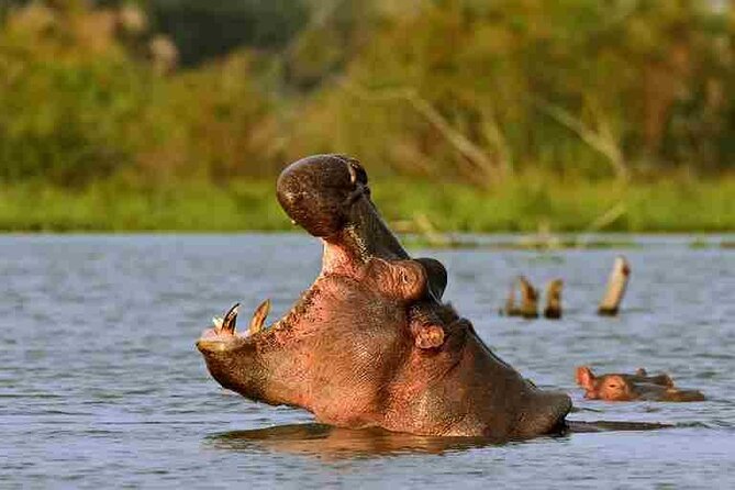 Day tour to Hells Gate, Lake Naivasha and Crescent Island Walk - The Lake Naivasha boat ride