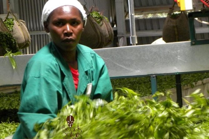 Day Tour To Kiambethu Tea Farm in Limuru - A guided walk through native forest