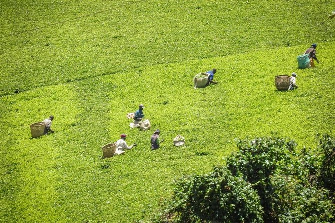 Day Tour To Kiambethu Tea Farm in Limuru - A farm lunch made for a long midday pause