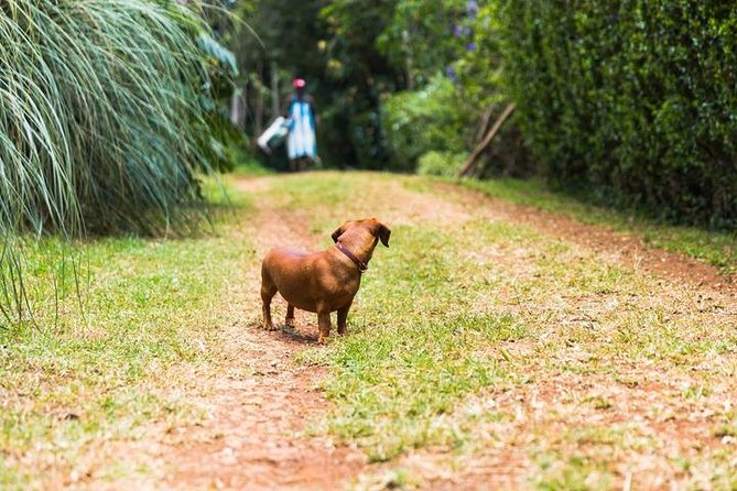 Day Tour To Kiambethu Tea Farm in Limuru - Who should book this day out?