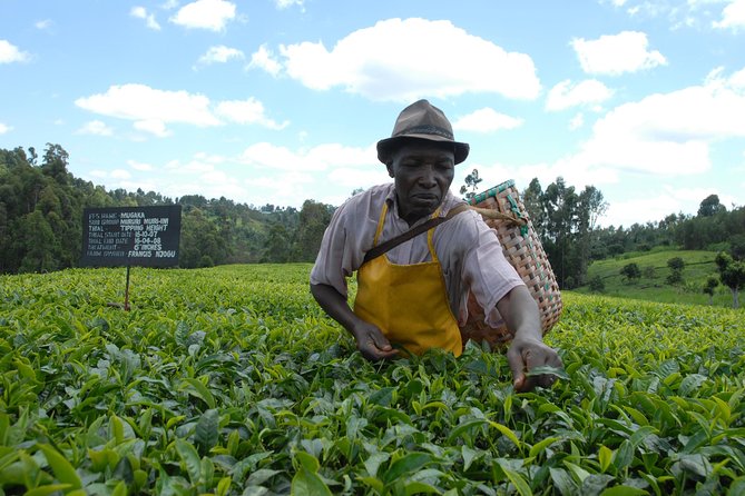 Day Tour To Kiambethu Tea Farm in Limuru - Gardens, birds, and a chance to slow down