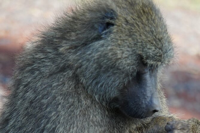 Day Tour To Lake Nakuru Park With Optional Boat Ride on Lake Naivasha - The optional Lake Naivasha boat ride