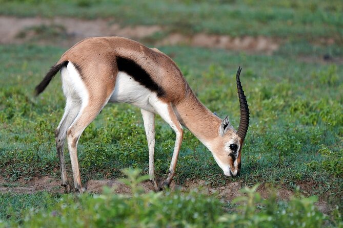 Day Tour To Lake Nakuru Park With Optional Boat Ride on Lake Naivasha - What the private format is worth