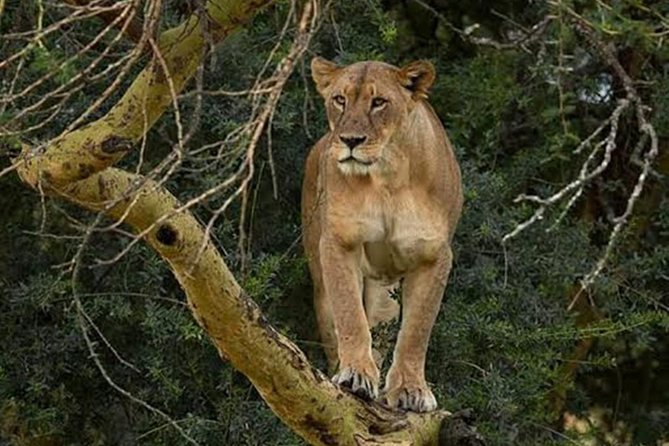 Day Tour To Lake Nakuru Park With Optional Boat Ride on Lake Naivasha - Who will enjoy this day most