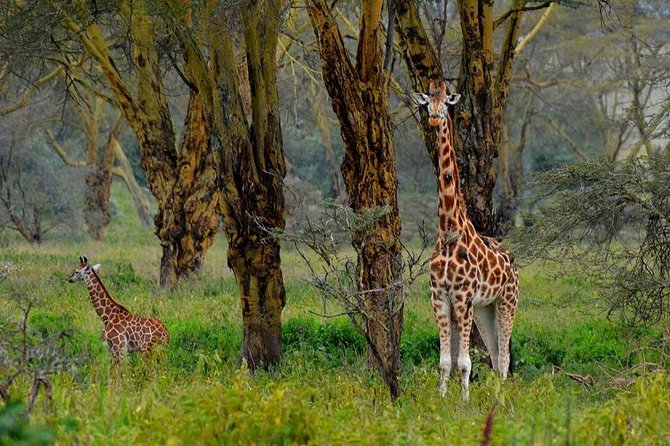 Day Tour To Lake Nakuru Park With Optional Boat Ride on Lake Naivasha - Lunch at Lake Nakuru Lodge or a picnic in the park