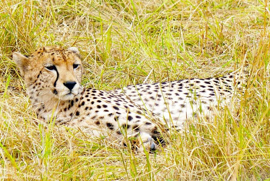 Day Tour to Maasai Mara & optional Maasai village visit - Key points before you book