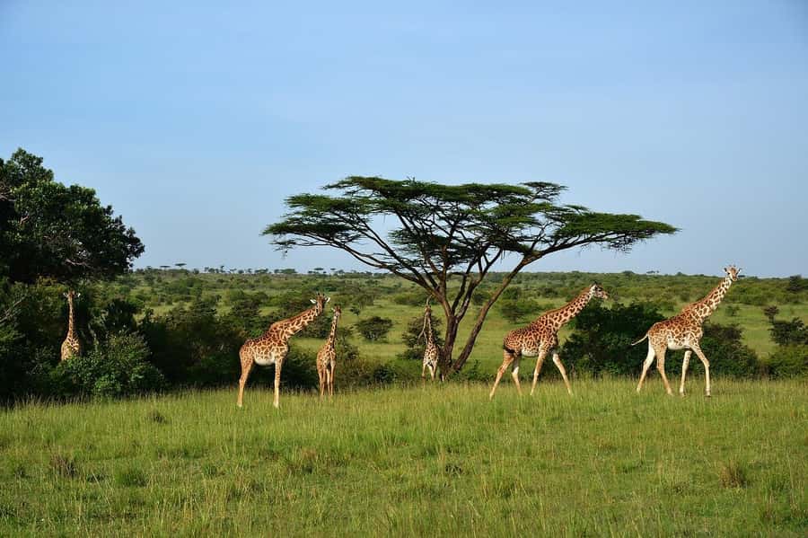 Day Tour to Maasai Mara & optional Maasai village visit - Five hours of game drives and animal watching