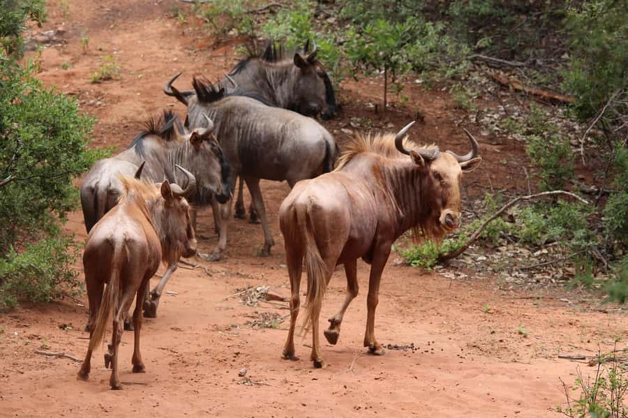 Day Tour to Maasai Mara & optional Maasai village visit - The 4:00pm drive back to Nairobi